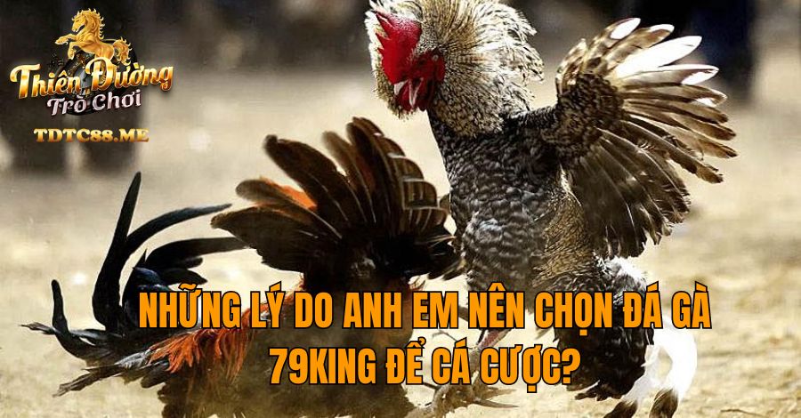 Những lý do anh em nên chọn đá gà 79KING để cá cược